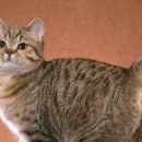 똥꼬발랄 이미지