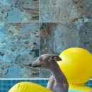 트리몰리 이미지