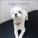 광명시티동물병원 이미지