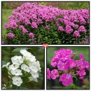 북청물장수 이미지