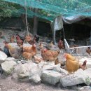 고무서리산장 이미지