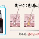 헤바베오 (Hebavepo)