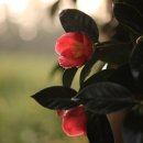 신흥2리마을 이미지