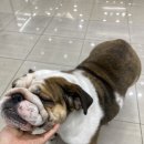 베프반려동물아카데미