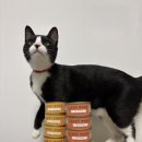 주식회사 캔코 | 묘한보약 보양식 영양닭죽 고양이 간식캔 후기