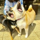 씨바