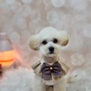 메리몰펫샵(사직점) 이미지