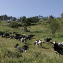 구례목장 이미지