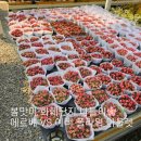 용인 남사화훼단지 에르베플라워아울렛vs예삐플라워아울렛 비교 후기