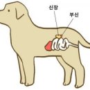 부신메디칼 이미지