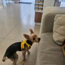 로또애견 용품점 | 25년9월25일 목 로또는!