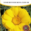 카페 리빙스턴