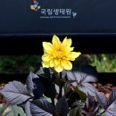 옐로옐로