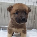 서울대동물종합병원 이미지