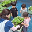 🌱 새싹반: 텃밭: 쪽파 심기와 영양제 🌿 이미지