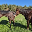 대연목장 이미지