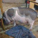 돼지두마리 이미지