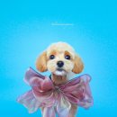 살롱드몽몽 이미지