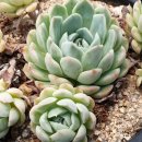 민이네농장 이미지