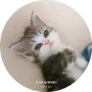 야옹PC | 네이버 펫 반려동물 인플루언서 선정 후 5년 솔직 후기 대방출