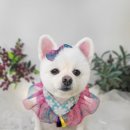 웃개 | 애견미용가위컷전문 믿고 맡기는 더웃개에서 우리 아이 미용 후기