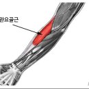 상완 이미지