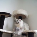 차차그루밍 이미지