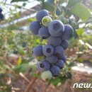 박광순농장 이미지