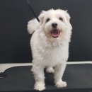 그루밍 다올(grooming daol) | 수유 삼양역 안심하고 맡길수있는 애견 미용샵, 살롱다올 그루밍