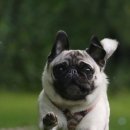 베스트애견 이미지