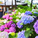 2019.06.30(일)국내최고의 정원 아침고요수목원 아이리스 수국 들꽃축제 신청바랍니다 이미지