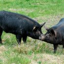 신화축산 이미지