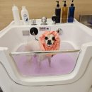 마미펫살롱 이미지