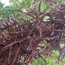 대부건강원 이미지