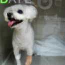 분당파크뷰 동물병원 이미지