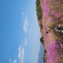 대구 비슬산 참꽃축제 이미지