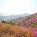 영취산 헤럴드경제