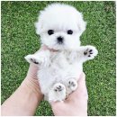 강아지분양 애견입양 아이러브독 인천점 이미지