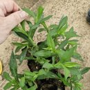 대한꽃농원 이미지