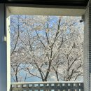 언하공단로2 | 대구 근교 벚꽃놀이 벚꽃명소 벚꽃뷰 카페 영천 듀잇 우로지산책로 (실시간개화상태)