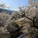 십리벚꽃길 이미지