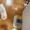 스테이애견샵