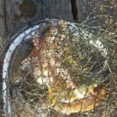 칼치랑고등어랑 이미지