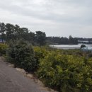 큰소낭 작은돌집 이미지