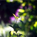 bokeh(보케)