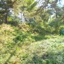 대신축사 이미지