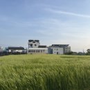 더맨헤어 - 동작구 | [제주 스냅] Arve(아르브) 제주 웨딩스냅 후기〰️📸
