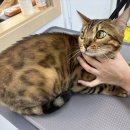 코코바리 이미지