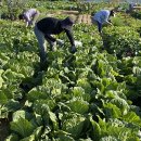 길용농장 이미지