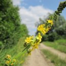 11월 6일 오늘의 탄생화 등골짚신나물(Agrimony Eupatoire) 이미지